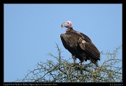  Lappet-faced Vulture, Ndutu, Ngorongoro Conservation Area � J. Zinn