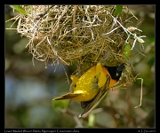  Lesser-masked Weaver, Ndutu, Ngorongoro Conservation Area � J. Zinn