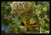  Lesser-masked Weaver, Ndutu, Ngorongoro Conservation Area � J. Zinn