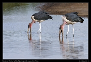  Marabou Storks, Ndutu, Ngorongoro Conservation Area � J. Zinn