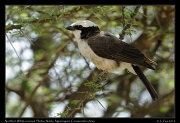  Northern White-crowned Shrike, Ndutu, Ngorongoro Conservation Area � J. Zinn