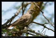  Rufous-tailed Weaver, Ndutu, Ngorongoro Conservation Area � J. Zinn