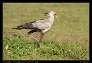  Secretary Bird, Ndutu, Ngorongoro Conservation Area � J. Zinn