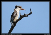  Striped Kingfisher, Ndutu, Ngorongoro Conservation Area � J. Zinn