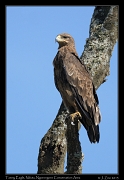  Tawny Eagle (immature), Ndutu, Ngorongoro Conservation Area � J. Zinn