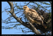  Tawny Eagle, Ndutu, Ngorongoro Conservation Area � J. Zinn