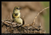 Usambiro Barbet, Ndutu, Ngorongoro Conservation Area � J. Zinn