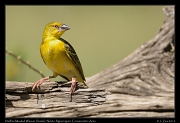  Vitelline Masked Weaver (female), Ndutu, Ngorongoro Conservation Area � J. Zinn