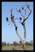  Tree of vultures, Ndutu, Ngorongoro Conservation Area � J. Zinn