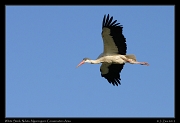  White Stork, Ndutu, Ngorongoro Conservation Area � J. Zinn