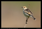  Winding Cisticola, Ndutu, Ngorongoro Conservation Area � J. Zinn