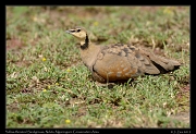  Yellow-throated Sandgrouse, Ndutu, Ngorongoro Conservation Area � J. Zinn