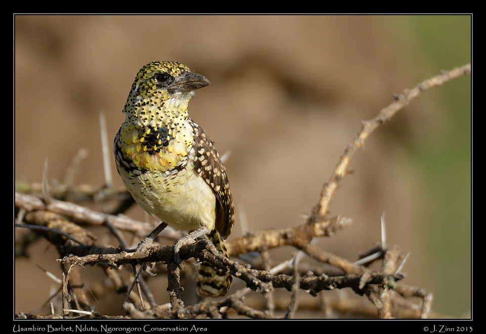 usambiro_barbet_8164a