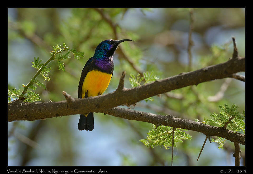 variable_sunbird_8701a