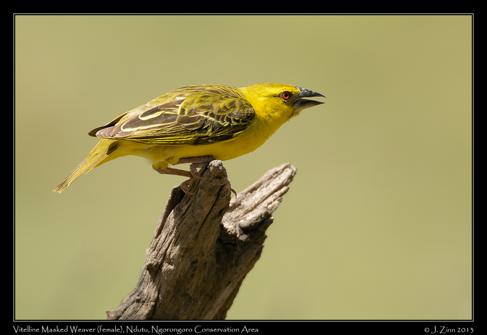 vitelline_masked_weaver_7068a
