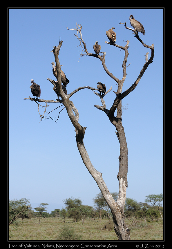 vultures_1335a