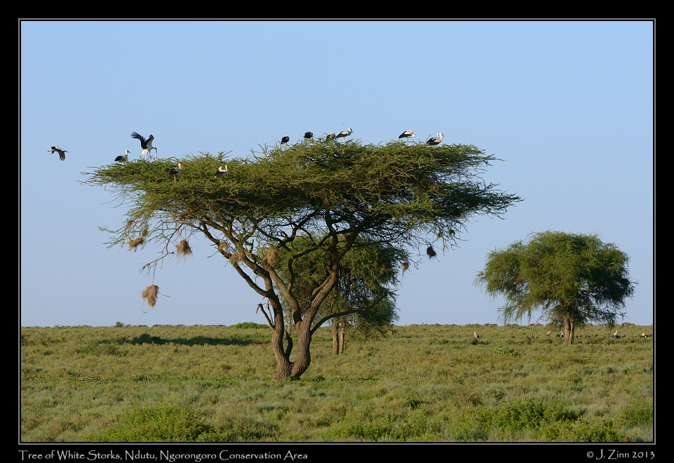 white_storks_7273b