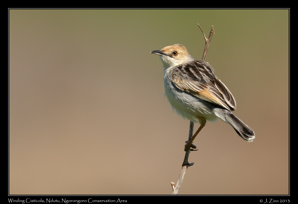 winding_cisticola_7018a