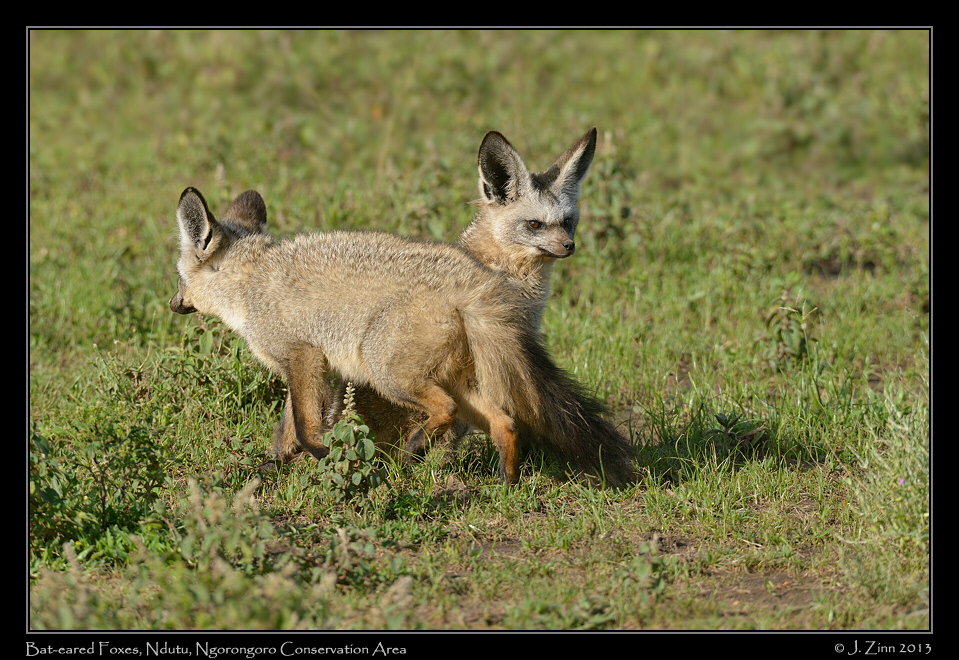 bat_eared_fox_7621a