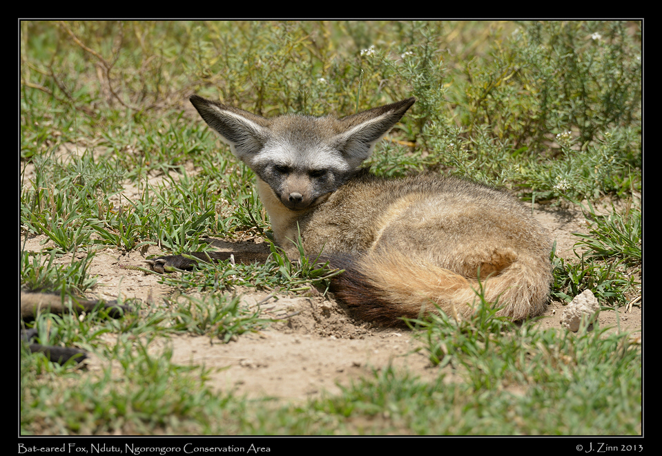 bat_eared_fox_8665a