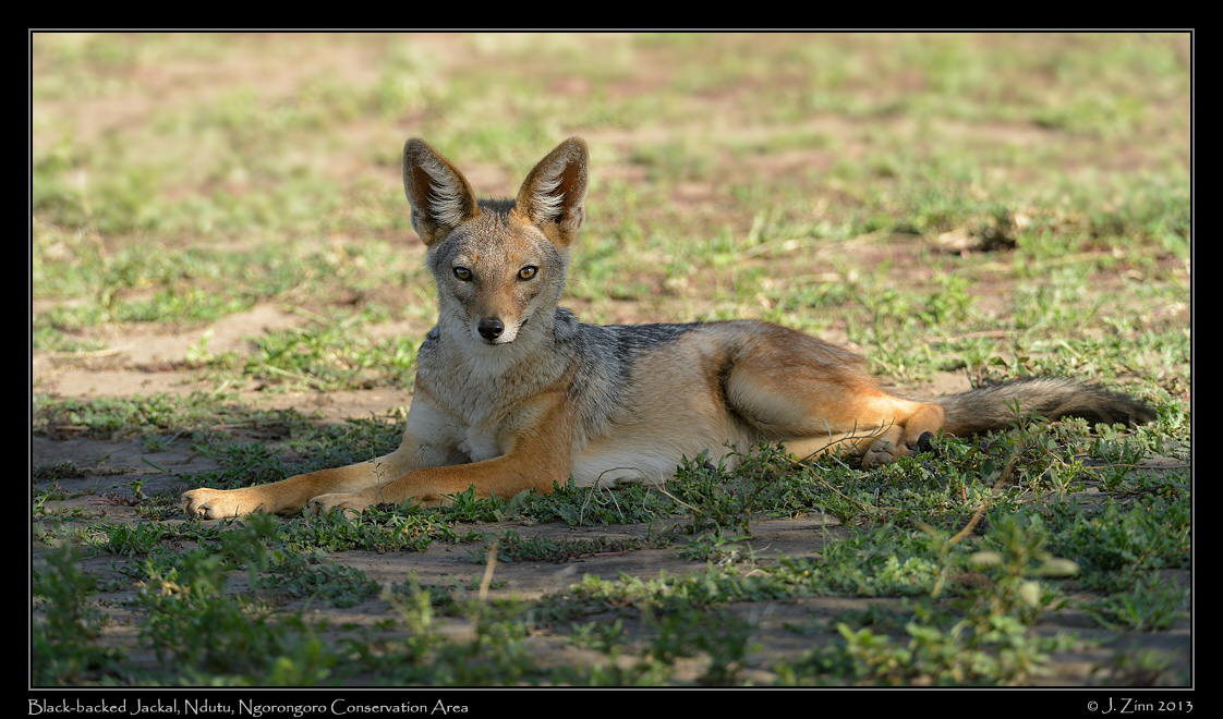black_backed_jackal_8151a