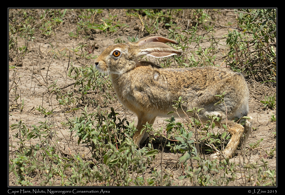 cape_hare_9030b