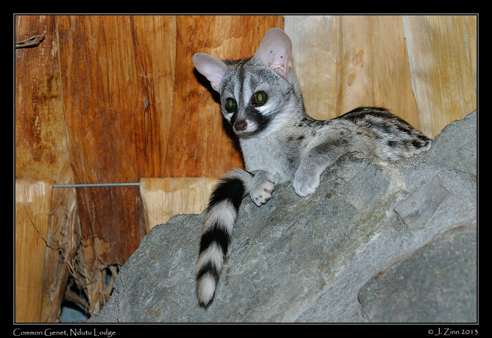 common_genet_1551a