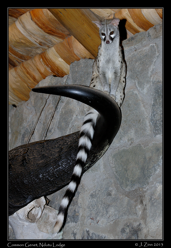 common_genet_1604a