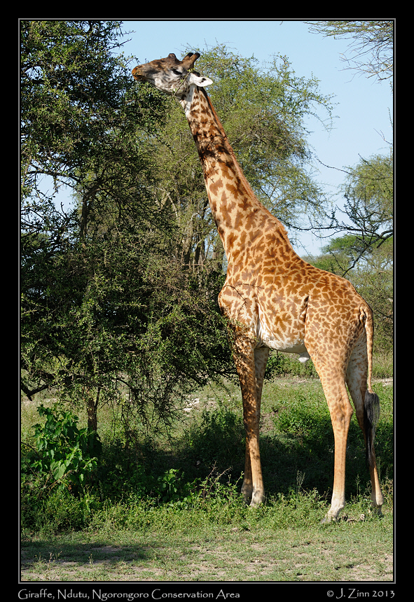 giraffe_1340a