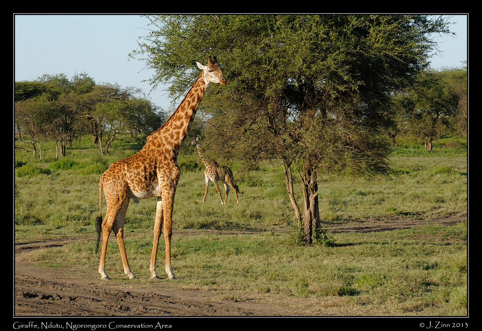 giraffe_1481a