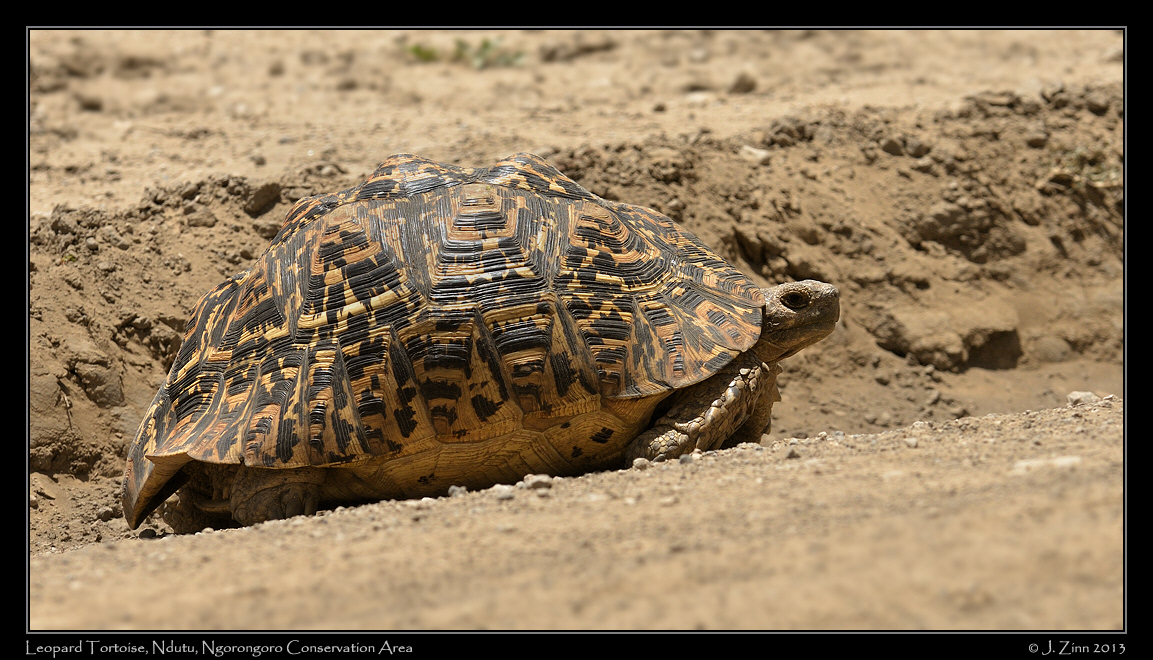 leopard_tortoise_9039a