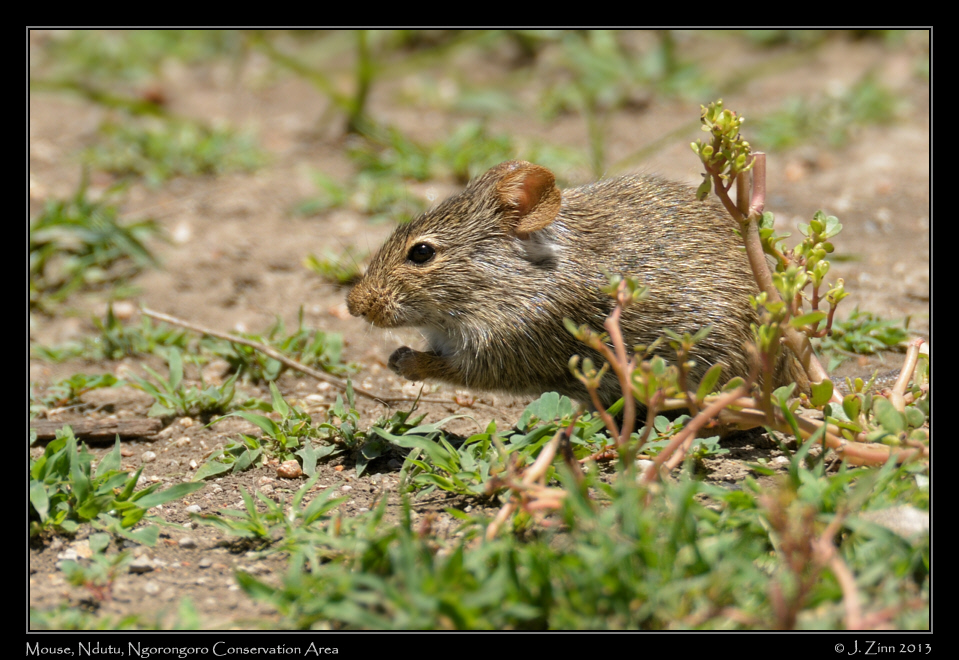 mouse_7983a