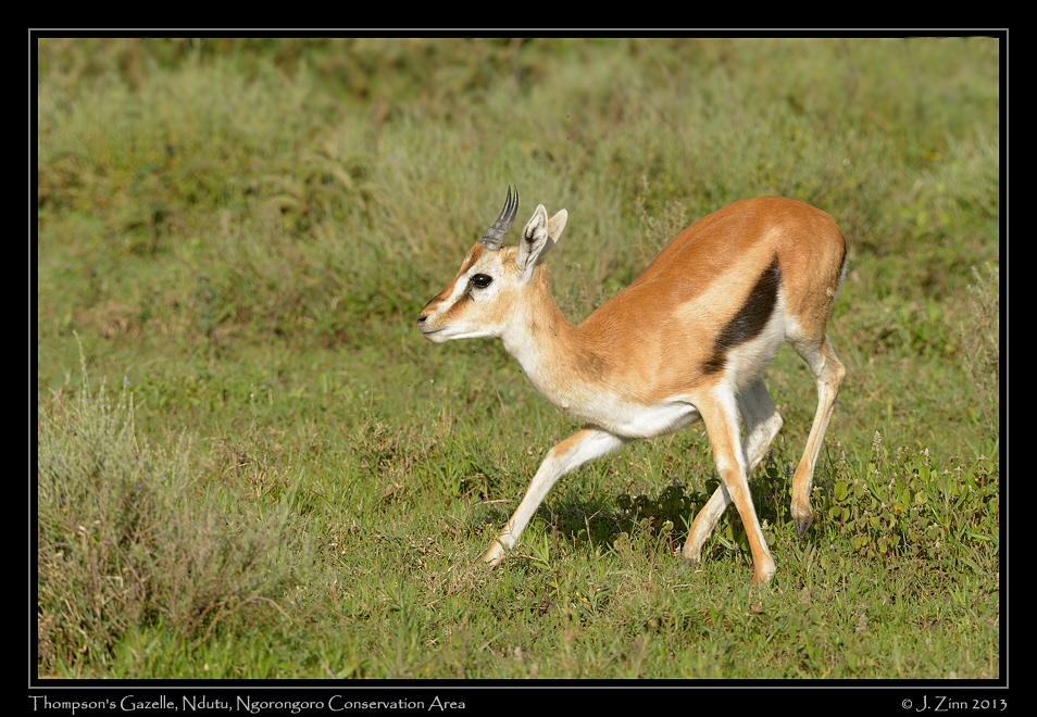 thompson_gazelle_7550a
