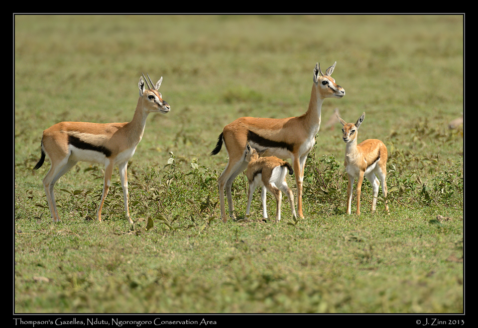 thompson_gazelle_7771a