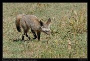  Bat-eared Fox, Ndutu, Ngorongoro Conservation Area � J. Zinn