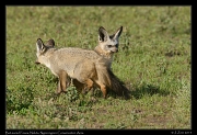  Bat-eared Foxes, Ndutu, Ngorongoro Conservation Area � J. Zinn