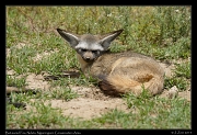  Bat-eared Fox, Ndutu, Ngorongoro Conservation Area � J. Zinn