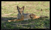  Black-backed Jackal, Ndutu, Ngorongoro Conservation Area � J. Zinn