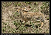  Cape Hare, Ndutu, Ngorongoro Conservation Area � J. Zinn
