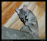  Commen Genet, Ndutu Lodge � J. Zinn