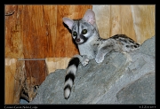  Commen Genet, Ndutu Lodge � J. Zinn