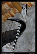  Commen Genet, Ndutu Lodge � J. Zinn