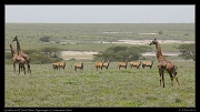  Giraffes and Eland, Ndutu, Ngorongoro Conservation Area � J. Zinn
