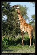  Giraffe, Ndutu, Ngorongoro Conservation Area � J. Zinn