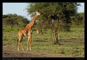  Giraffe, Ndutu, Ngorongoro Conservation Area � J. Zinn