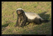  Honey Badger, Ndutu, Ngorongoro Conservation Area � J. Zinn