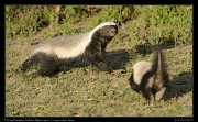  Honey Badgers, Ndutu, Ngorongoro Conservation Area � J. Zinn