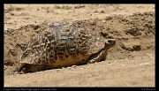  Leopard Tortoise, Ndutu, Ngorongoro Conservation Area � J. Zinn