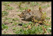 Mouse, Ndutu, Ngorongoro Conservation Area � J. Zinn