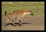  Spotted Hyena, Ndutu, Ngorongoro Conservation Area � J. Zinn